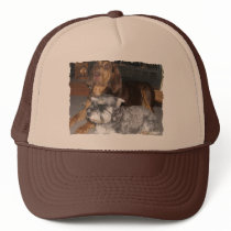 Bloodhound and Miniature Schnauzer Hat