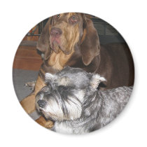 Bloodhound and Miniature Schnauzer Magnet