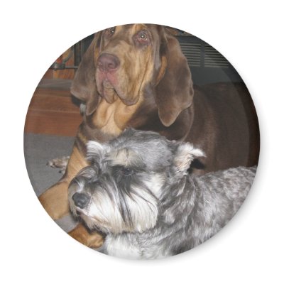 Bloodhound and Miniature Schnauzer Magnet by LuraDee