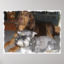 Bloodhound and Miniature Schnauzer Poster