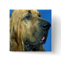 Bloodhound Buttons