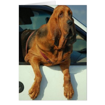 Bloodhound by kenglish4
