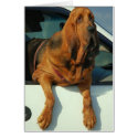 Bloodhound cards