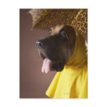 Bloodhound dog. postcards
