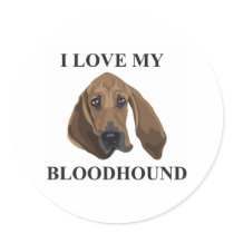 Bloodhound Love
