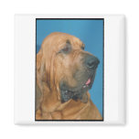 Bloodhound Fridge Magnet