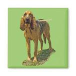 Bloodhound magnets