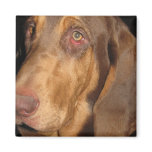 Bloodhound Magnet