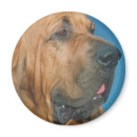 Bloodhound Refrigerator Magnet