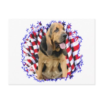 Bloodhound Patriot by GreyWolfCreation
