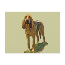 Bloodhound Post Card