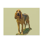 Bloodhound postcards