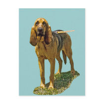 Bloodhound Post Card