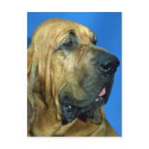 Bloodhound Post Cards