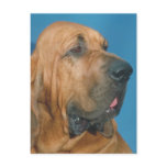 Bloodhound Postcard