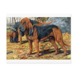 Bloodhound postcards
