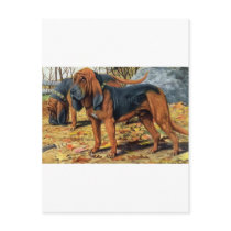 Bloodhound Postcard