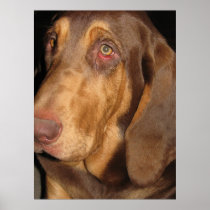 Bloodhound Poster