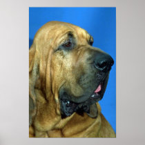 Bloodhound Poster