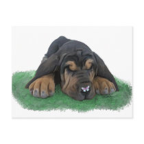 bloodhound puppy post cards