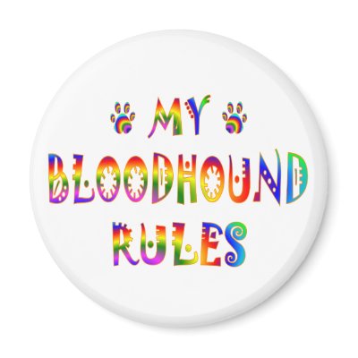 Bloodhound Rules Fun Refrigerator Magnets by mydogrules