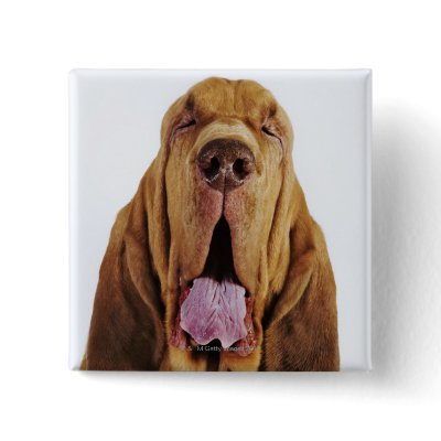 Bloodhound (St. Hubert Hound) with closed eyes, Pinback Button by prophoto