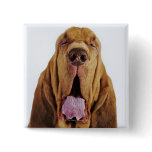 Bloodhound (St. Hubert Hound) with closed eyes, buttons