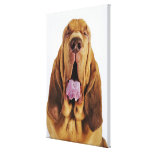 Bloodhound (St. Hubert Hound) with closed eyes, Canvas Prints