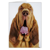 Bloodhound (St. Hubert Hound) with closed eyes, Greeting Cards