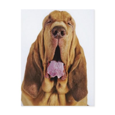 Bloodhound (St. Hubert Hound) with closed eyes, Post Card by prophoto