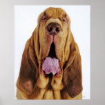 Bloodhound (St. Hubert Hound) with closed eyes, Posters