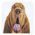 Bloodhound (St. Hubert Hound) with closed eyes, Square Sticker