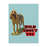 Bloodhound Wild About