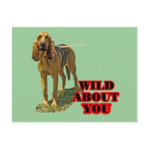 Bloodhound Wild About