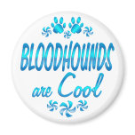 Bloodhounds are Cool Magnet