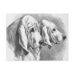 "Bloodhounds" Vintage Post Card