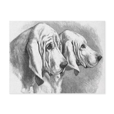 "Bloodhounds" Vintage Post Card by floppydog