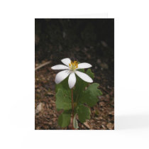 Bloodroot flower greeting cards