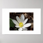 Bloodroot flower posters