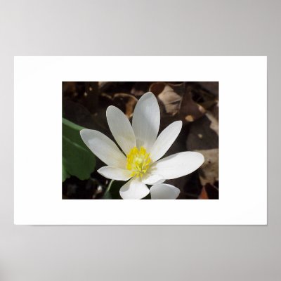 Bloodroot flower posters by Paul_Vandersteen