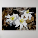 Bloodroot Trio Poster