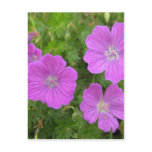 Bloody Cransebill flowers Post Card