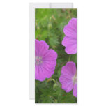 Bloody Cransebill flowers rack cards