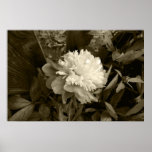 Bloom and Pickets Print