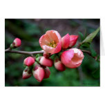 Bloom Card