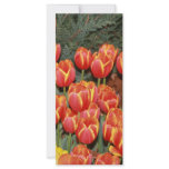 Bloomin' Tulips! Full Color Rack Card