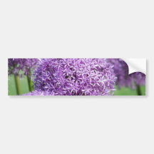Blooming Allium Flowers  Bumper Stickers