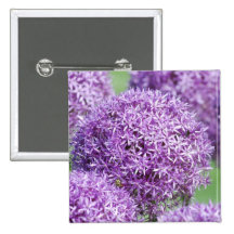 Blooming Allium Flowers  Pin