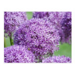 Blooming Allium Flowers  Postcard