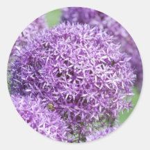 Blooming Allium Flowers  Stickers